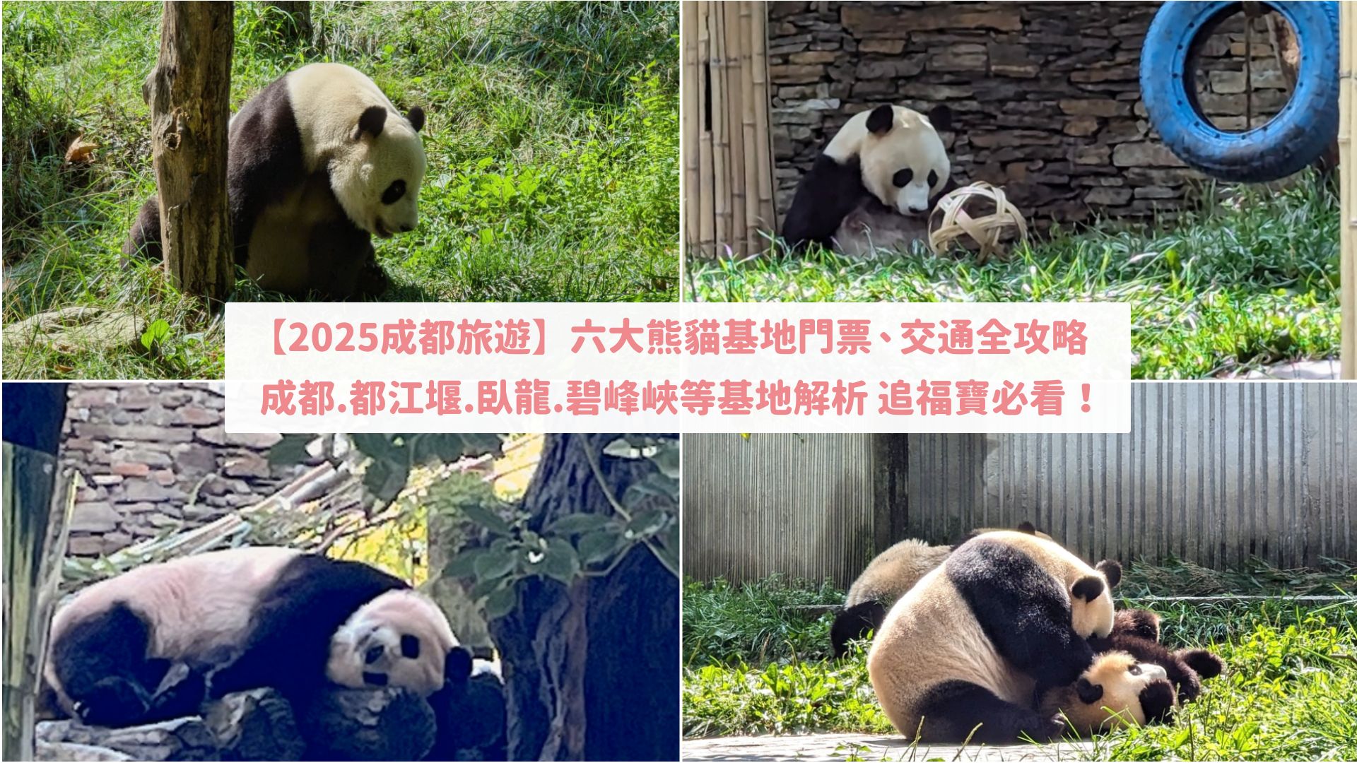 【成都熊貓基地全攻略】熊貓基地門票/交通/行程接駁/四川六大基地介紹