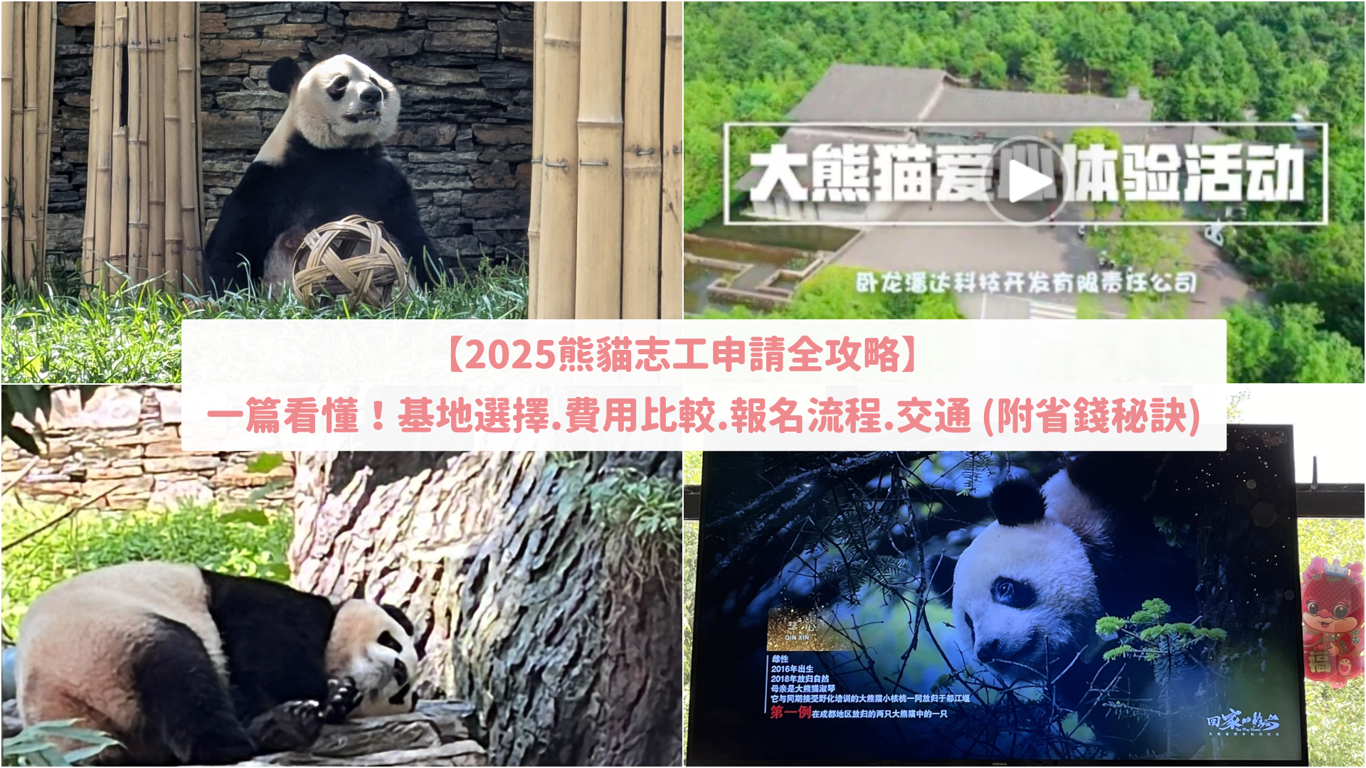 【2025熊貓志工申請全攻略】基地選擇、費用比較、報名流程與交通，一篇看懂！(附省錢秘訣)